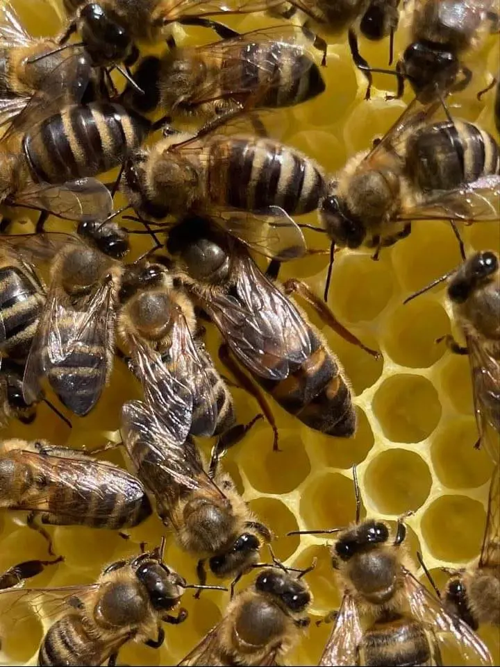 Utrinki iz čebelnjaka 10